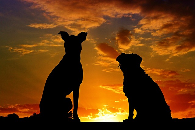 1. Filmy plné dobrodružství a vzrušení: Doporučení ‌pro psy, kteří milují ⁤akci