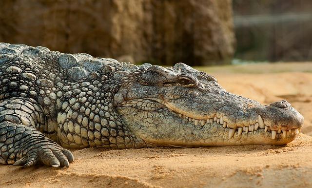 Krokodýli a herci: Jak se jejich role ve filmu prolínají