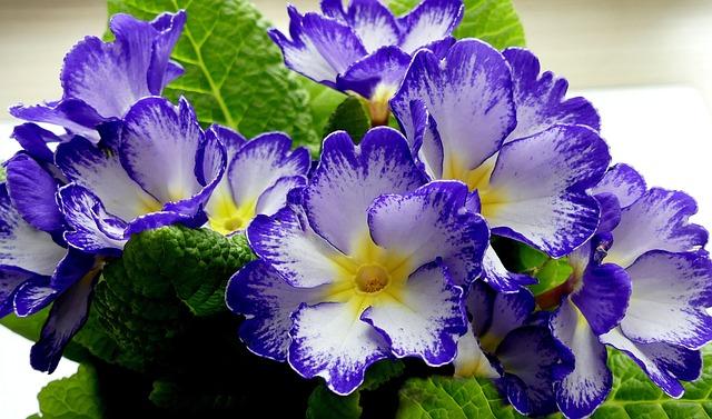 Primrose Everdeen: Od slabého květu k silnému symbolu naděje